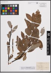 Foto von Salix daphnoides Vill.